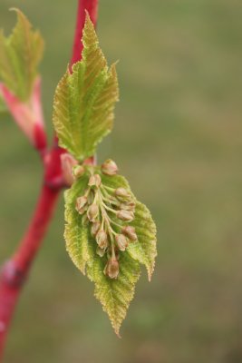 Acer pensylvanicum 'Erythrocladum' - javor pensylvánský - kvetení